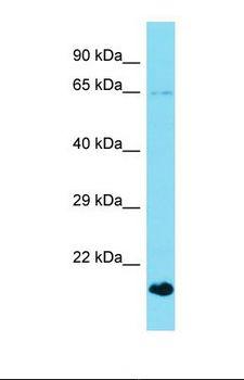 GCKR Antibody - Western blot of Mouse Brain. Gckr antibody dilution 1.0 ug/ml.  This image was taken for the unconjugated form of this product. Other forms have not been tested.