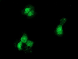 GCKR Antibody - Anti-GCKR mouse monoclonal antibody  immunofluorescent staining of COS7 cells transiently transfected by pCMV6-ENTRY GCKR.