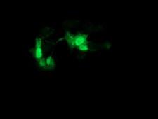 GCKR Antibody - Anti-GCKR mouse monoclonal antibody immunofluorescent staining of COS7 cells transiently transfected by pCMV6-ENTRY GCKR.