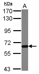GCKR Antibody - Sample (50 ug of whole cell lysate) A: mouse liver 7.5% SDS PAGE GCKR antibody diluted at 1:1000