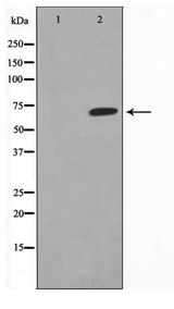 GCKR Antibody - Western blot of mouse heart cell lysate using GCKR Antibody