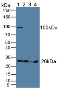 GCL / Grancalcin Antibody - Western Blot; Sample: Lane1: Human Serum; Lane2: Human HL-60 Cells; Lane3: Mouse Sp2/0 Cells; Lane4: Rat Spleen Tissue.