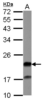 GCL / Grancalcin Antibody - Sample (30 ug of whole cell lysate) A: U87-MG 12% SDS PAGE GCA / Grancalcin antibody diluted at 1:1000