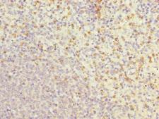 GCL / Grancalcin Antibody - Immunohistochemistry of paraffin-embedded human spleen tissue at dilution 1:100
