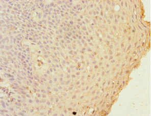 GCL / Grancalcin Antibody - Immunohistochemistry of paraffin-embedded human tonsil tissue at dilution 1:100