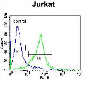 GCLC Antibody - GCLC Antibody flow cytometry of Jurkat cells (right histogram) compared to a negative control cell (left histogram). FITC-conjugated donkey-anti-rabbit secondary antibodies were used for the analysis.