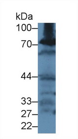 GCLC Antibody - Western Blot; Sample: Rat Kidney lysate; Primary Ab: 2µg/ml Rabbit Anti-Rat GCLC Antibody Second Ab: 0.2µg/mL HRP-Linked Caprine Anti-Rabbit IgG Polyclonal Antibody
