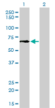 GCLC Antibody - Western Blot analysis of GCLC expression in transfected 293T cell line by GCLC monoclonal antibody (M01), clone 3H1.Lane 1: GCLC transfected lysate(72.8 KDa).Lane 2: Non-transfected lysate.