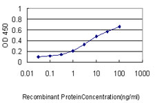 GCLC Antibody - Detection limit for recombinant GST tagged GCLC is approximately 0.03 ng/ml as a capture antibody.