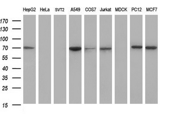 GCLC Antibody - Western blot of extracts (35ug) from 9 different cell lines by using anti-GCLC monoclonal antibody (HepG2: human; HeLa: human; SVT2: mouse; A549: human; COS7: monkey; Jurkat: human; MDCK: canine; PC12: rat; MCF7: human).