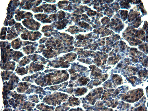 GCLC Antibody - IHC of paraffin-embedded Human pancreas tissue using anti-GCLC mouse monoclonal antibody. (Heat-induced epitope retrieval by 1 mM EDTA in 10mM Tris, pH8.5, 120°C for 3min).