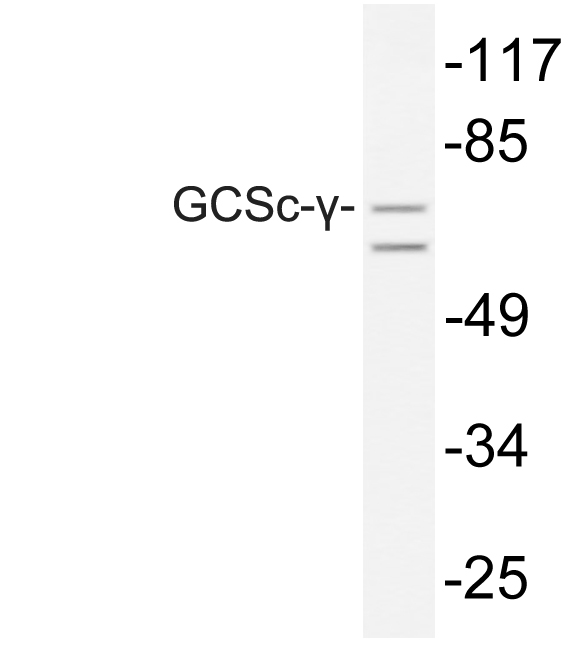 GCLC Antibody - Western blot of GCSc- (E315) pAb in extracts from A549 cells.