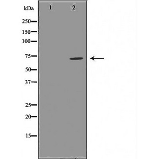 GCLC Antibody - Western blot analysis GCSc-gamma using RAW264.7 whole cells lysates