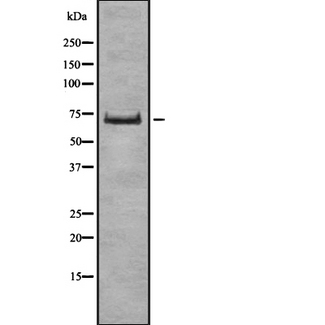 GCLC Antibody - Western blot analysis of GCSc antibody expression in RAW264.7 cells lysates.