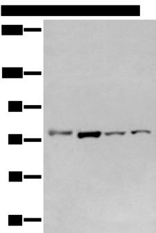 GCLC Antibody - Western blot analysis of Raw264.7 A549 Hepg2 and Jurkat cell  using GCLC Polyclonal Antibody at dilution of 1:800