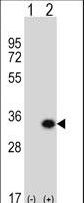 GCLM Antibody - Western blot of GCLM (arrow) using rabbit polyclonal GCLM Antibody. 293 cell lysates (2 ug/lane) either nontransfected (Lane 1) or transiently transfected (Lane 2) with the GCLM gene.