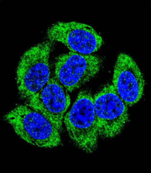 GCLM Antibody - Confocal immunofluorescence of GCLM Antibody with 293 cell followed by Alexa Fluor 488-conjugated goat anti-rabbit lgG (green). DAPI was used to stain the cell nuclear (blue).