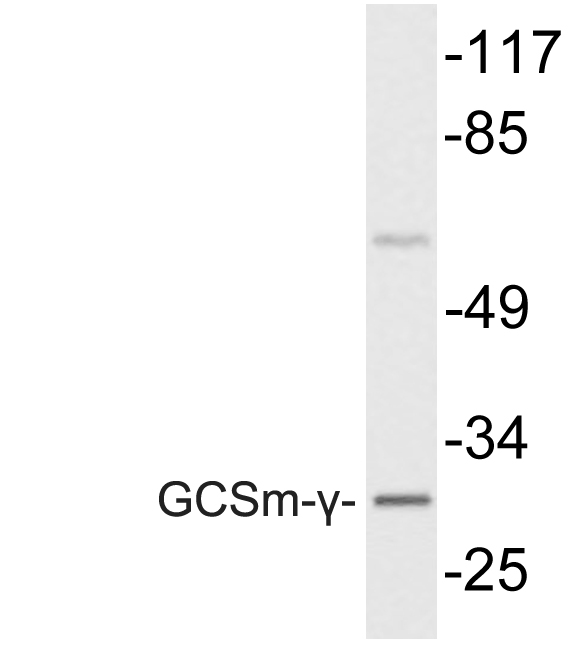 GCLM Antibody - Western blot analysis of lysate from COS7 cells, using GCSm-Î³ antibody.