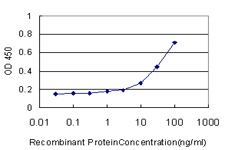 GCLM Antibody - Detection limit for recombinant GST tagged GCLM is approximately 1 ng/ml as a capture antibody.