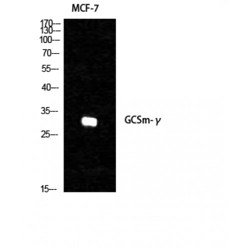 GCLM Antibody - Western blot of GCSm-gamma antibody