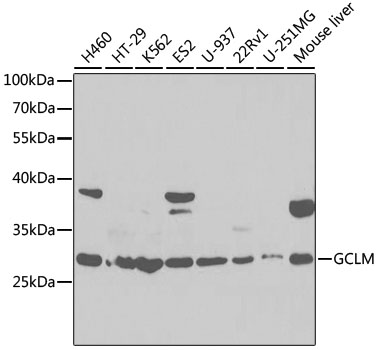 GCLM Antibody - Western blot analysis of extracts of various cell lines, using GCLM antibody at 1:1000 dilution. The secondary antibody used was an HRP Goat Anti-Rabbit IgG (H+L) at 1:10000 dilution. Lysates were loaded 25ug per lane and 3% nonfat dry milk in TBST was used for blocking. An ECL Kit was used for detection.