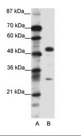 GCM1 Antibody - A: Marker, B: HepG2 Cell Lysate.  This image was taken for the unconjugated form of this product. Other forms have not been tested.