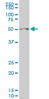 GCM1 Antibody - GCM1 monoclonal antibody (M05), clone 2E11. Western blot of GCM1 expression in FHs 173 WE.