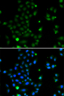 GCM1 Antibody - Immunofluorescence analysis of MCF7 cells.