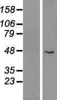 GCM1 Protein - Western validation with an anti-DDK antibody * L: Control HEK293 lysate R: Over-expression lysate