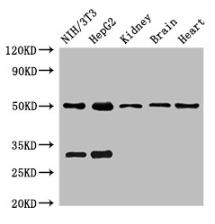 GCM2 Antibody - Positive WB detected in:NIH/3T3 whole cell lysate,HepG2 whole cell lysate,Mouse kindey tissue,Mouse brain tissue,Rat heart tissue;All lanes:GCM2 antibody at 2?g/ml;Secondary;Goat polyclonal to rabbit IgG at 1/50000 dilution;Predicted band size: 57 KDa;Observed band size: 50,32 KDa;