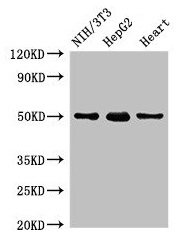 GCM2 Antibody - Western Blot Positive WB detected in: NIH/3T3 whole cell lysate, HepG2 whole cell lysate, Rat heart tissue All lanes: GCM2 antibody at 2µg/ml Secondary Goat polyclonal to rabbit IgG at 1/50000 dilution Predicted band size: 57 kDa Observed band size: 50 kDa