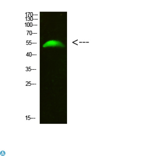 GCM2 Antibody - Western Blot analysis of 293T cells using primary antibody diluted at 1:500 (4°C overnight). Secondary antibody:Goat Anti-rabbit IgG IRDye 800 (diluted at 1:5000, 25°C, 1 hour).