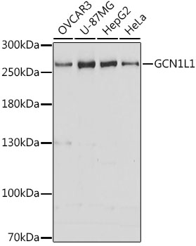 GCN1 / GCN1L1 Antibody - Western blot analysis of extracts of various cell lines, using GCN1L1 antibody at 1:3000 dilution. The secondary antibody used was an HRP Goat Anti-Rabbit IgG (H+L) at 1:10000 dilution. Lysates were loaded 25ug per lane and 3% nonfat dry milk in TBST was used for blocking. An ECL Kit was used for detection and the exposure time was 30s.