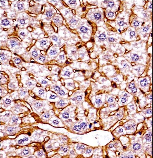 GCN2 Antibody - Mouse Eif2ak4 Antibody immunohistochemistry of formalin-fixed and paraffin-embedded mouse live tissue followed by peroxidase-conjugated secondary antibody and DAB staining.This data demonstrates the use of Mouse Eif2ak4 Antibody for immunohistochemistry.