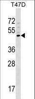 GCNT1 / C2GNT Antibody - GCNT1 Antibody western blot of T47D cell line lysates (35 ug/lane). The GCNT1 antibody detected the GCNT1 protein (arrow).