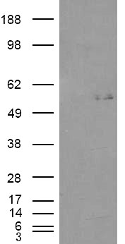 GCNT3 Antibody - HEK293 overexpressing GCNT3 (RC202007) and probed with (mock transfection in first lane).