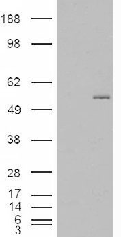 GCNT3 Antibody - HEK293 overexpressing GCNT3 (RC202007) and probed with (mock transfection in first lane).