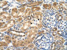 GCNT3 Antibody - GCNT3 antibody GCNT3(glucosaminyl (N-acetyl) transferase 3, mucin type) Antibody was used in IHC to stain formalin-fixed, paraffin-embedded human kidney.  This image was taken for the unconjugated form of this product. Other forms have not been tested.