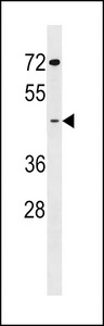 GCNT7 Antibody - GCNT7 Antibody western blot of K562 cell line lysates (35 ug/lane). The GCNT7 antibody detected the GCNT7 protein (arrow).