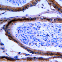 GCNT7 Antibody - Immunohistochemical analysis of GCNT7 staining in human testis formalin fixed paraffin embedded tissue section. The section was pre-treated using heat mediated antigen retrieval with sodium citrate buffer (pH 6.0). The section was then incubated with the antibody at room temperature and detected using an HRP conjugated compact polymer system. DAB was used as the chromogen. The section was then counterstained with hematoxylin and mounted with DPX.