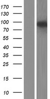 GCOM1 Protein - Western validation with an anti-DDK antibody * L: Control HEK293 lysate R: Over-expression lysate