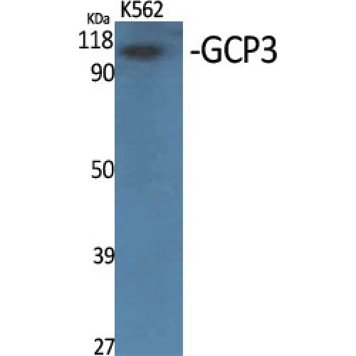 GCP3 / TUBGCP3 Antibody - Western blot of GCP3 antibody