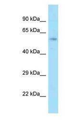 GCP60 / ACBD3 Antibody - GCP60 / ACBD3 antibody Western Blot of Rat Liver. Antibody dilution: 1 ug/ml.  This image was taken for the unconjugated form of this product. Other forms have not been tested.