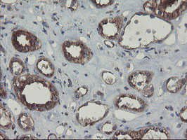 GCP60 / ACBD3 Antibody - IHC of paraffin-embedded Human Kidney tissue using anti-ACBD3 mouse monoclonal antibody.