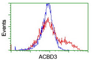 GCP60 / ACBD3 Antibody - HEK293T cells transfected with either overexpress plasmid (Red) or empty vector control plasmid (Blue) were immunostained by anti-ACBD3 antibody, and then analyzed by flow cytometry.