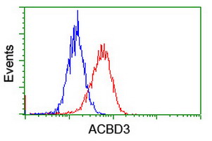 GCP60 / ACBD3 Antibody - Flow cytometry of HeLa cells, using anti-ACBD3 antibody (Red), compared to a nonspecific negative control antibody (Blue).