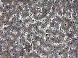 GCP60 / ACBD3 Antibody - IHC of paraffin-embedded Human liver tissue using anti-ACBD3 mouse monoclonal antibody.