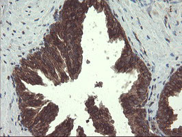GCP60 / ACBD3 Antibody - IHC of paraffin-embedded Human prostate tissue using anti-ACBD3 mouse monoclonal antibody.