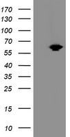 GCP60 / ACBD3 Antibody - HEK293T cells were transfected with the pCMV6-ENTRY control (Left lane) or pCMV6-ENTRY ACBD3 (Right lane) cDNA for 48 hrs and lysed. Equivalent amounts of cell lysates (5 ug per lane) were separated by SDS-PAGE and immunoblotted with anti-ACBD3.