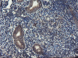 GCP60 / ACBD3 Antibody - IHC of paraffin-embedded Human endometrium tissue using anti-ACBD3 mouse monoclonal antibody.